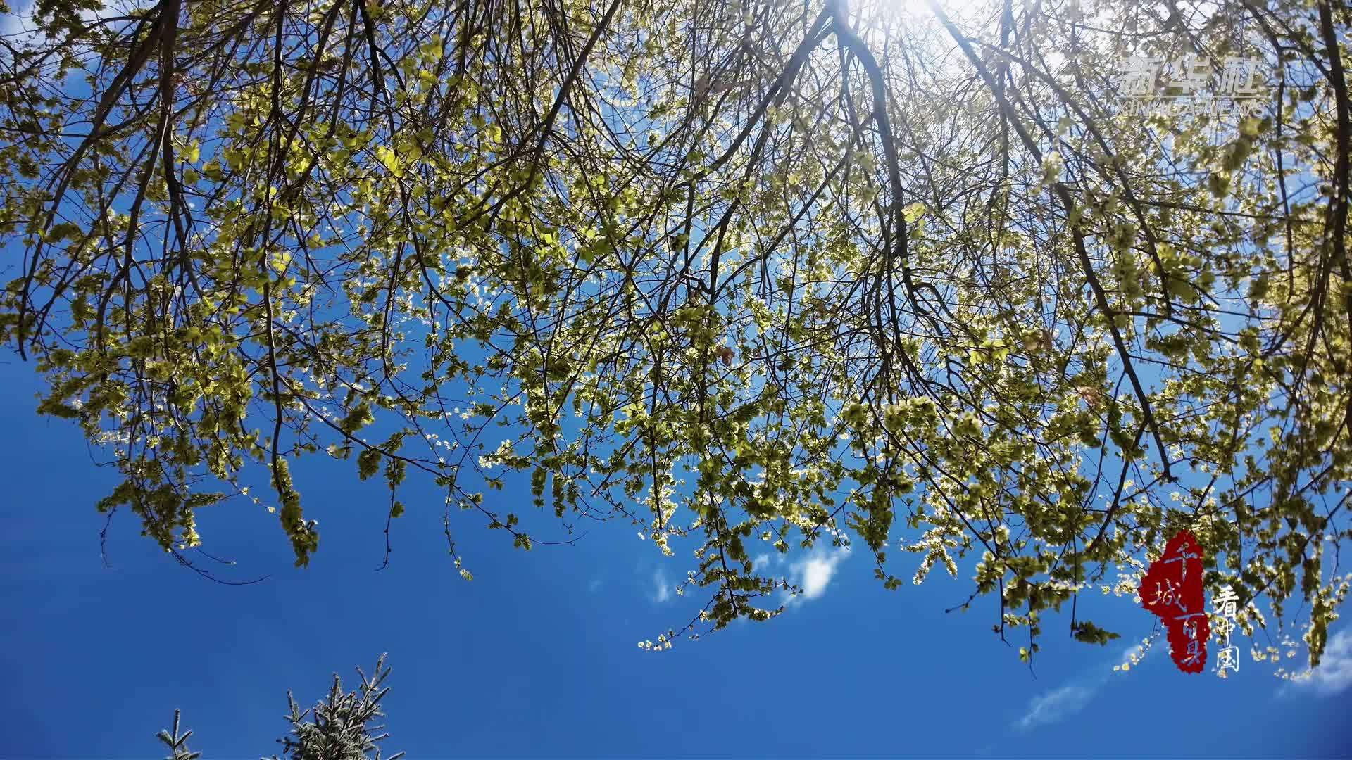 千城百县看中国·赏花季｜内蒙古：花开武川 满目皆温柔