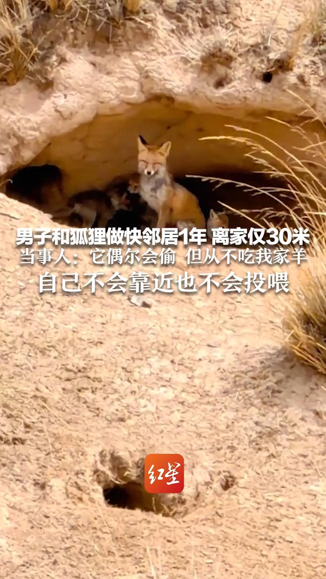 这是真·“狐景房”！男子和狐狸做快邻居1年 离家仅30米 当事人：它偶尔会偷 但从不吃我家羊 自己不会靠近也不会投喂