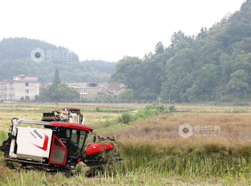 江西分宜：收割油菜籽（图）