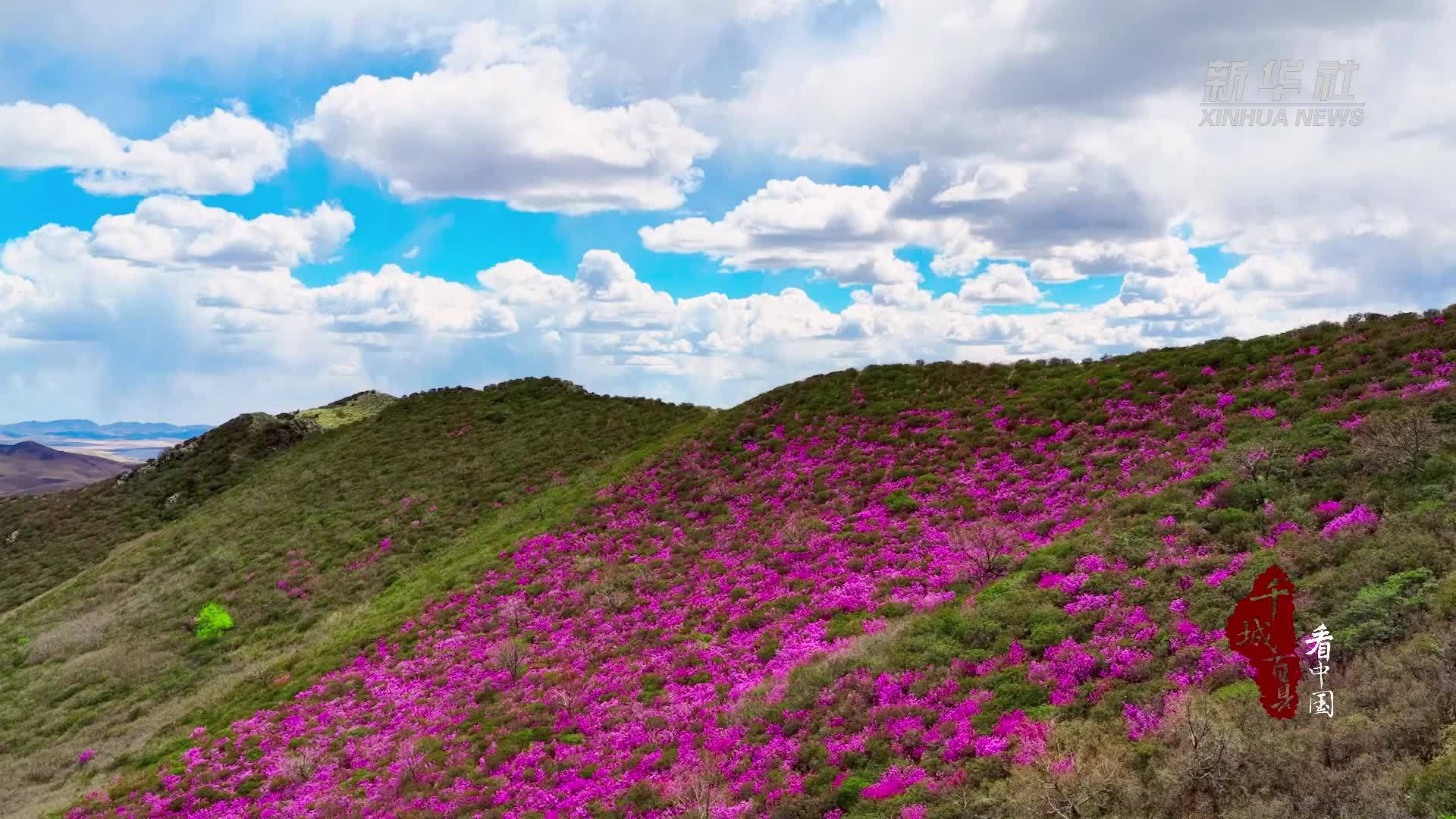 千城百县看中国·赏花季｜内蒙古：一山杜鹃悄然开