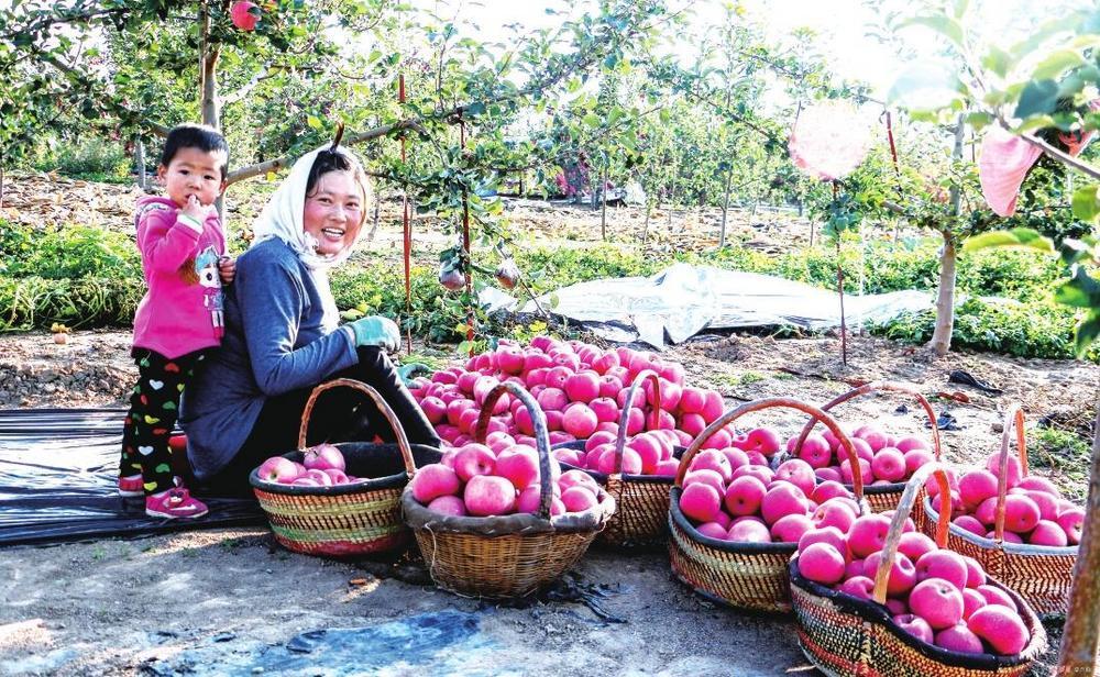 庄浪苹果喜获丰收（资料图）