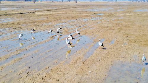 近日，在涿鹿桑干河国家湿地公园拍摄到的东方白鹳。杨国庆摄