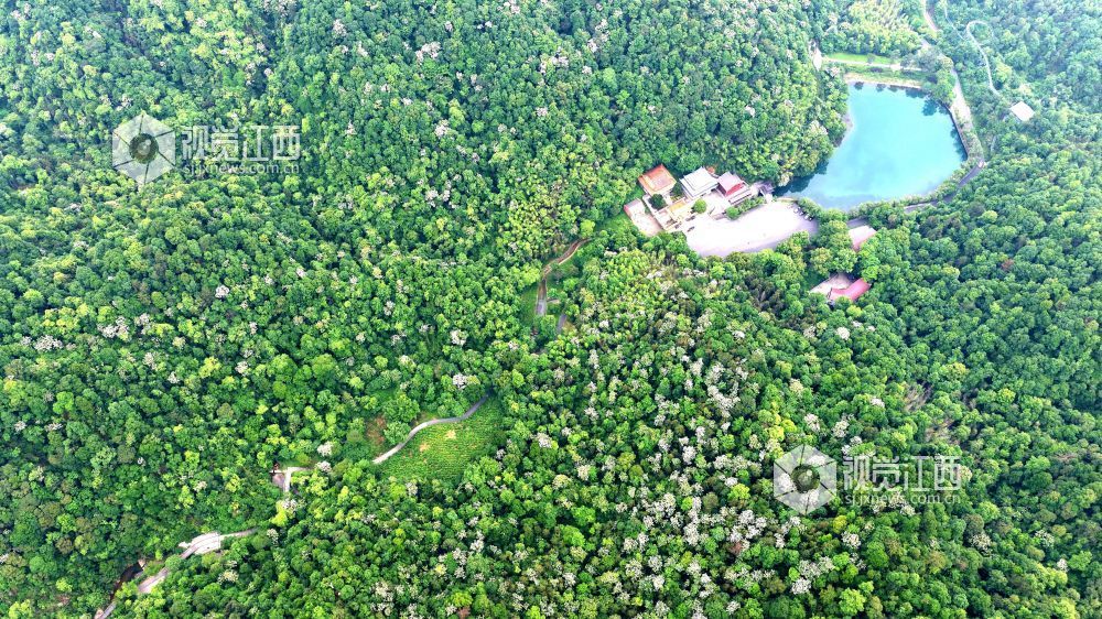 2026年5月12日，俯瞰江西省吉安市峡江县玉笥养生谷景区，漫山遍野的油桐花绽放枝头，宛如白雪飘落在丛林间，风景美如画。