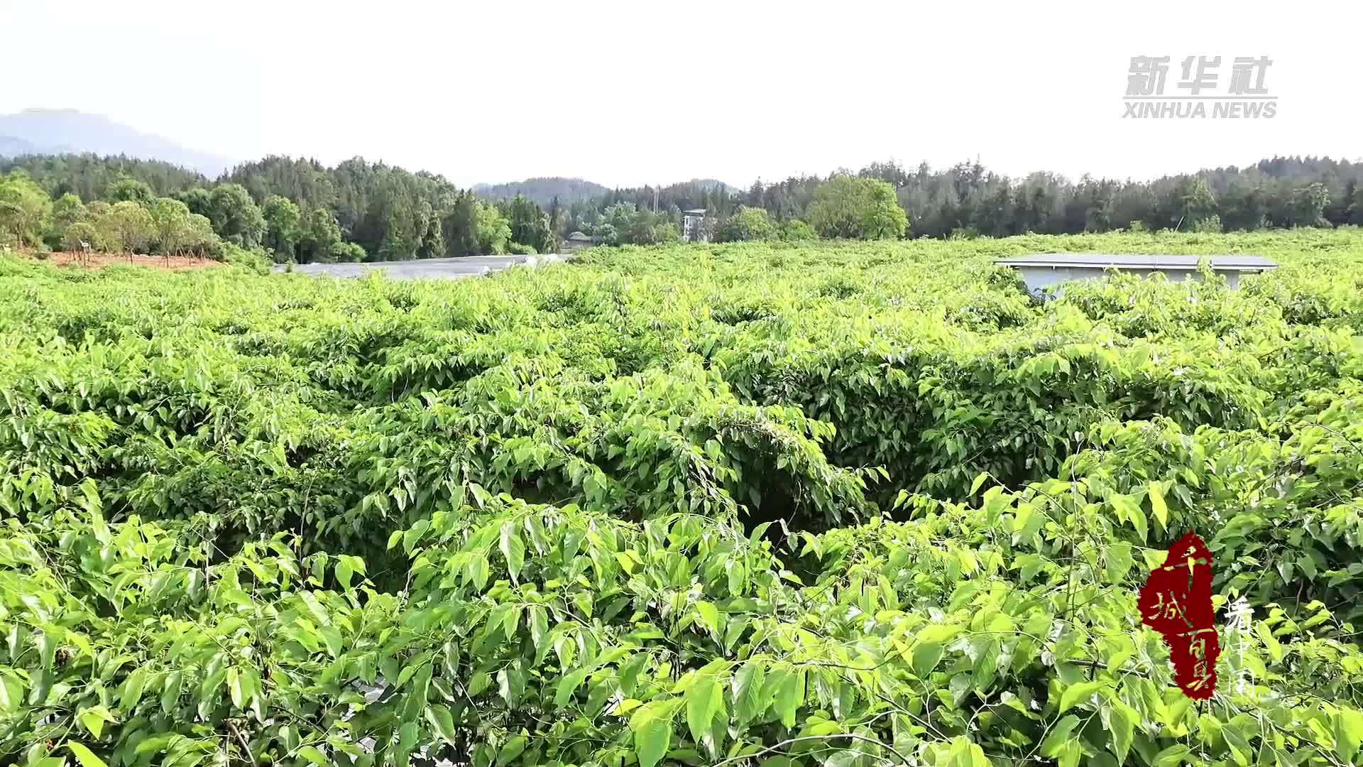千城百县看中国｜湖北恩施：桑葚成熟迎客来