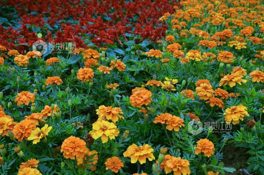 5月9日，在江西省吉安市永新县城区周边道路上，橙色的万寿菊与红色的一串红交相辉映。