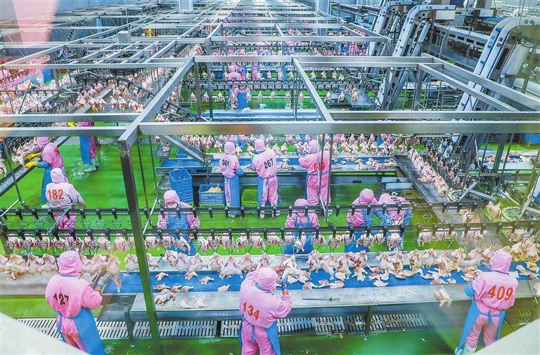 甘肃圣越农牧发展有限公司车间一角　新甘肃&middot;甘肃日报通讯员　陈飞