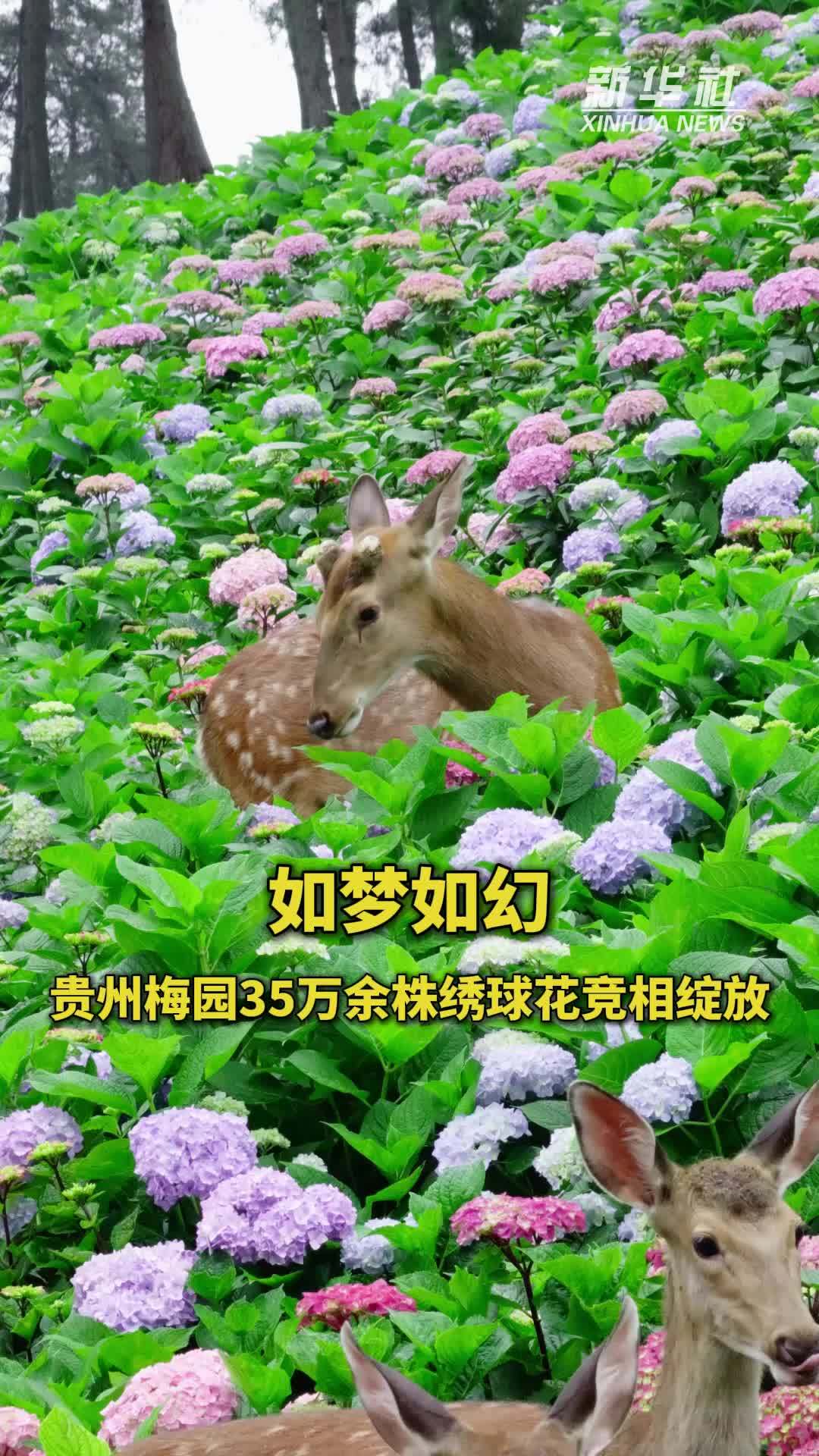 如梦如幻，贵州梅园35万余株绣球花竞相绽放