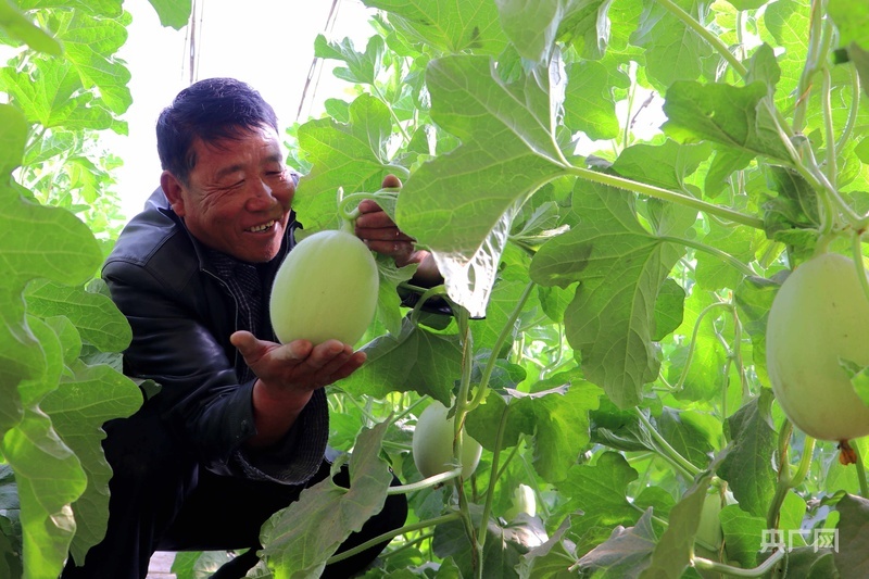 种植户采摘温室蜜瓜（央广网发　马爱彬　摄）