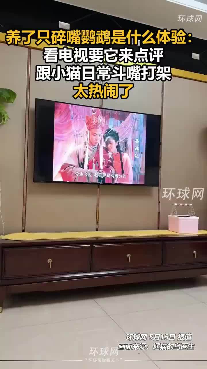 养了只碎嘴鹦鹉是什么体验，家养鹦鹉跟小猫斗嘴打架