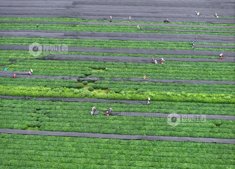江西泰和：茶树“穿衣”遮阳促生长（图）