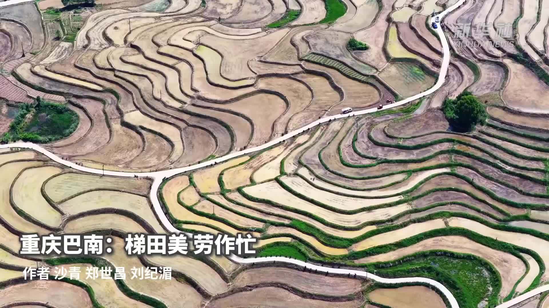 重庆巴南：梯田美 劳作忙