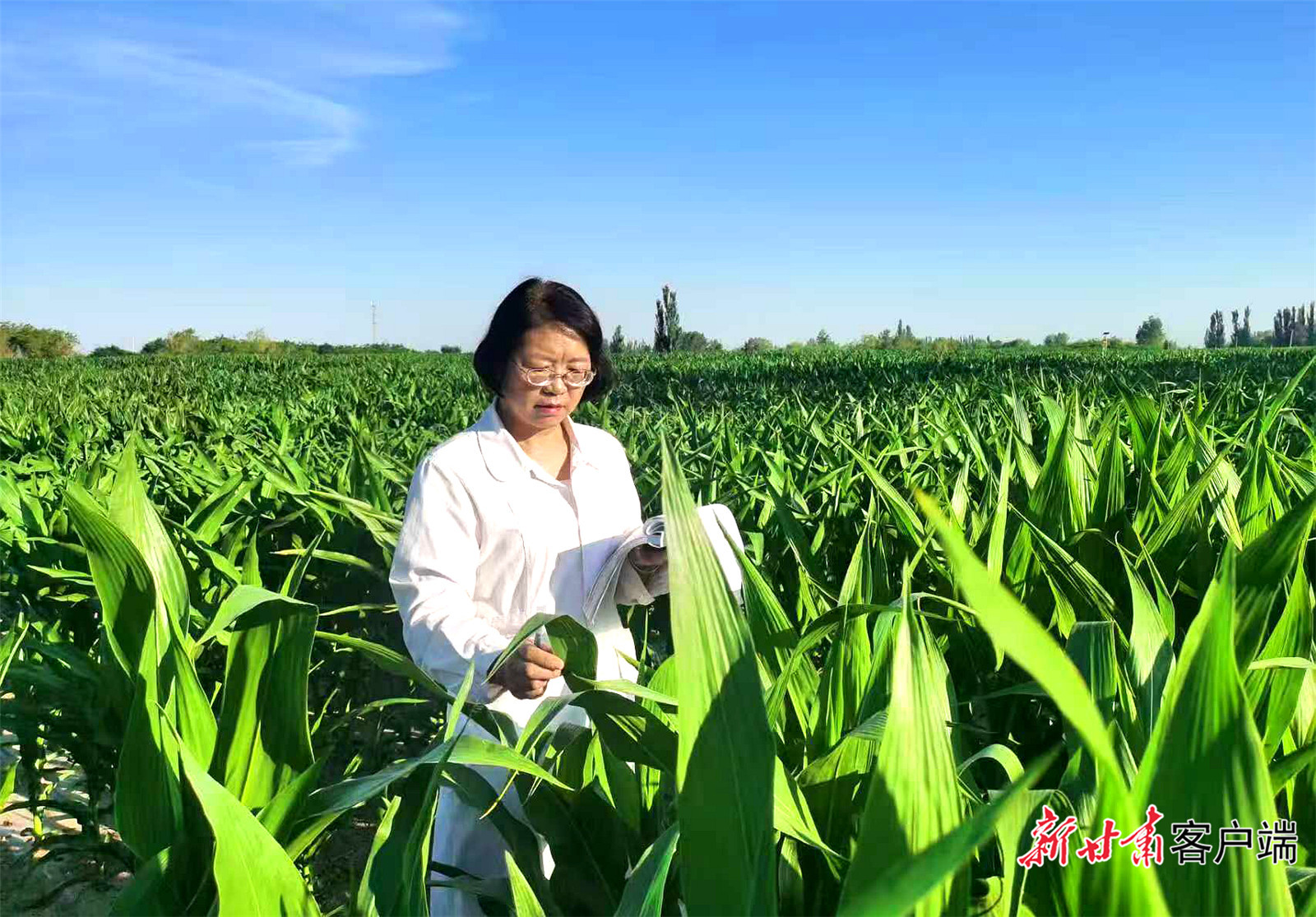 冯宜梅在记录玉米苗期田间性状