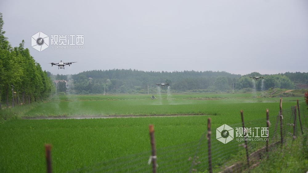 江西永丰：统防统治护航早稻分蘖（图）