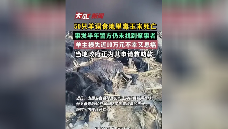 50只羊误食地里毒玉米死亡，事发半年警方仍未找到肇事者，羊主损失近10万元不幸又患癌，当地政府正为其申请救助款