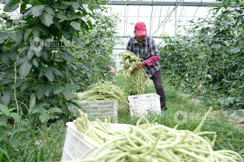 江西分宜：采收蔬菜供市场（图）
