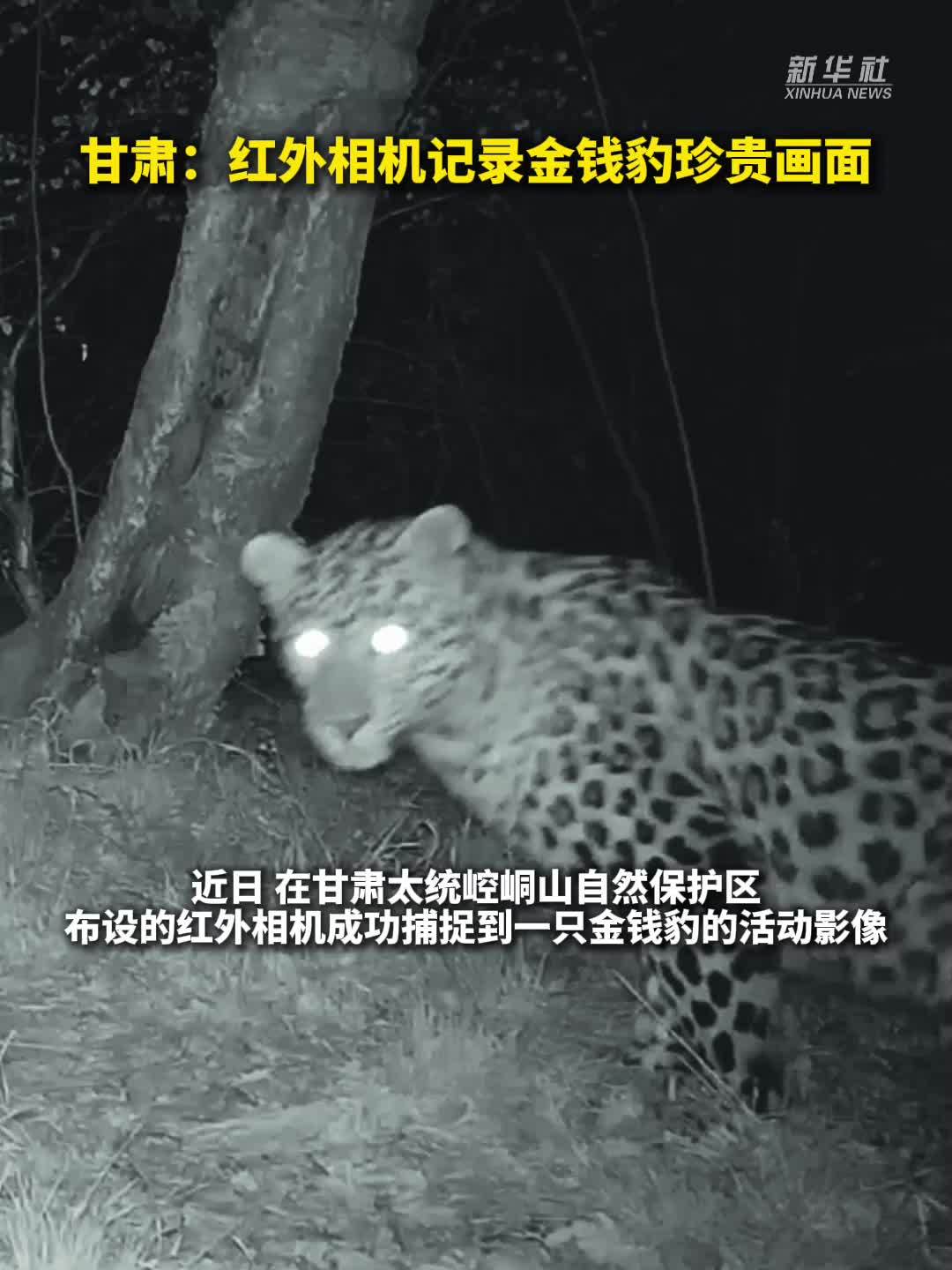 甘肃：红外相机记录金钱豹珍贵画面