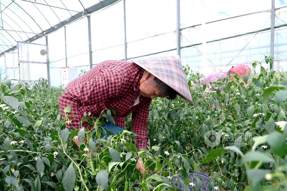 江西分宜：采收蔬菜供市场（图）