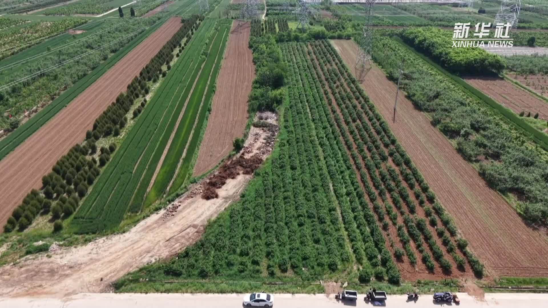 山西平陆：玫瑰花开出致富路