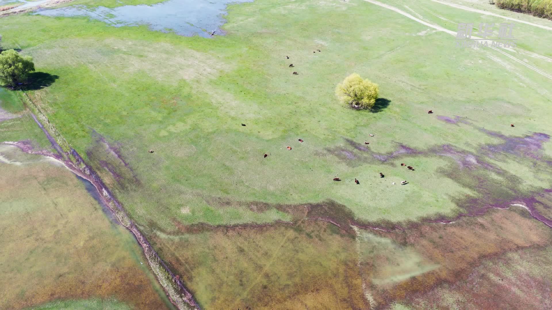 千城胜景｜新疆裕民：草原湿地绘美景