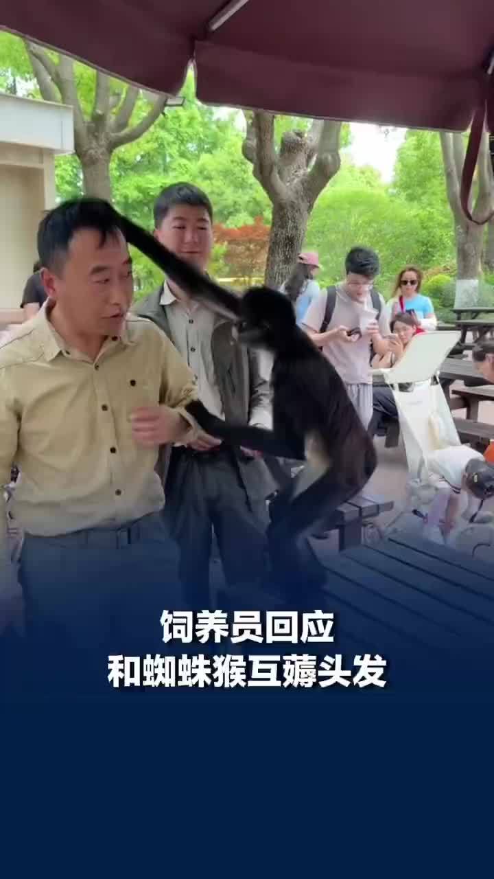 饲养员回应和蜘蛛猴互薅头发：必须澄清一下，豆豆是非常可爱的小朋友