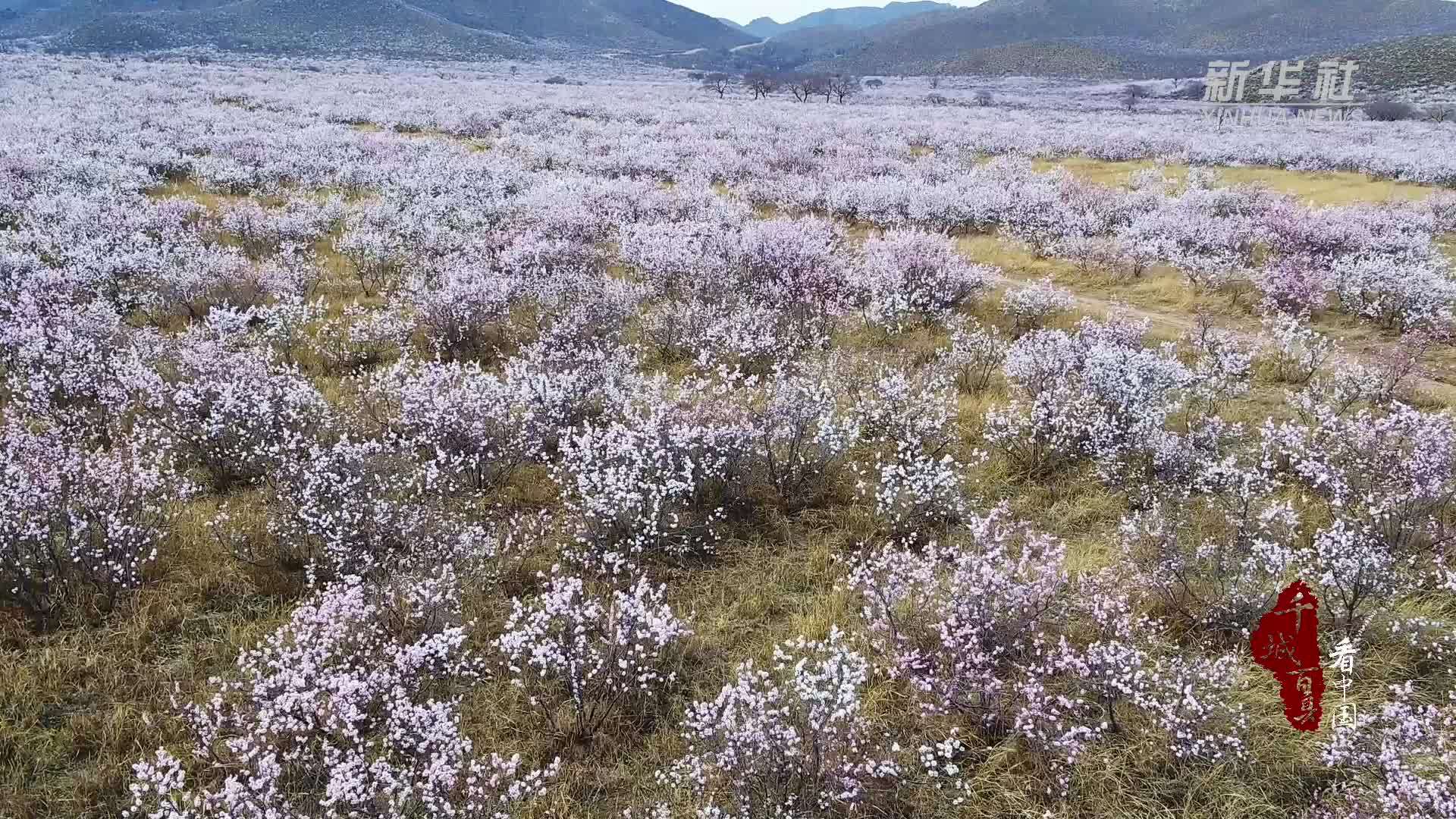千城百县看中国｜内蒙古：栗斑腹鹀现身杏花海