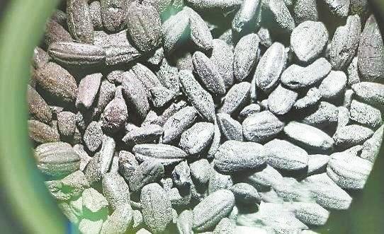 南佐遗址出土的炭化水稻　本版图片均为资料图