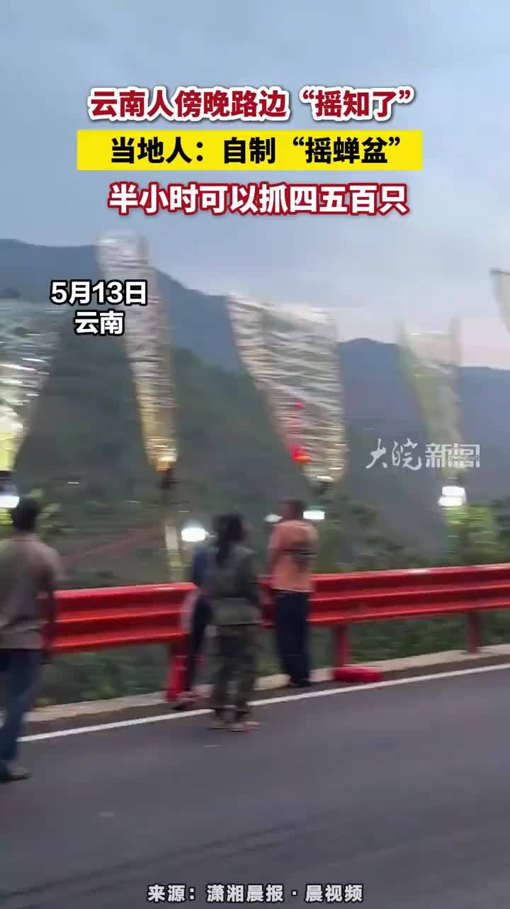 云南人傍晚路边“摇知了”当地人：自制“摇蝉盆”，半小时可以抓四五百只。#摇知了