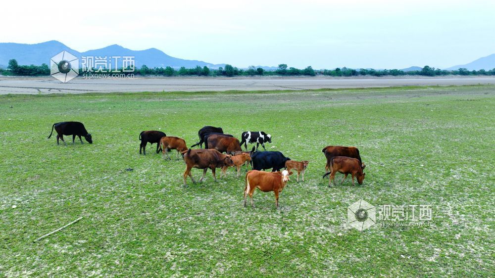 江西分宜:退水露浅滩 湖山入画来(图)