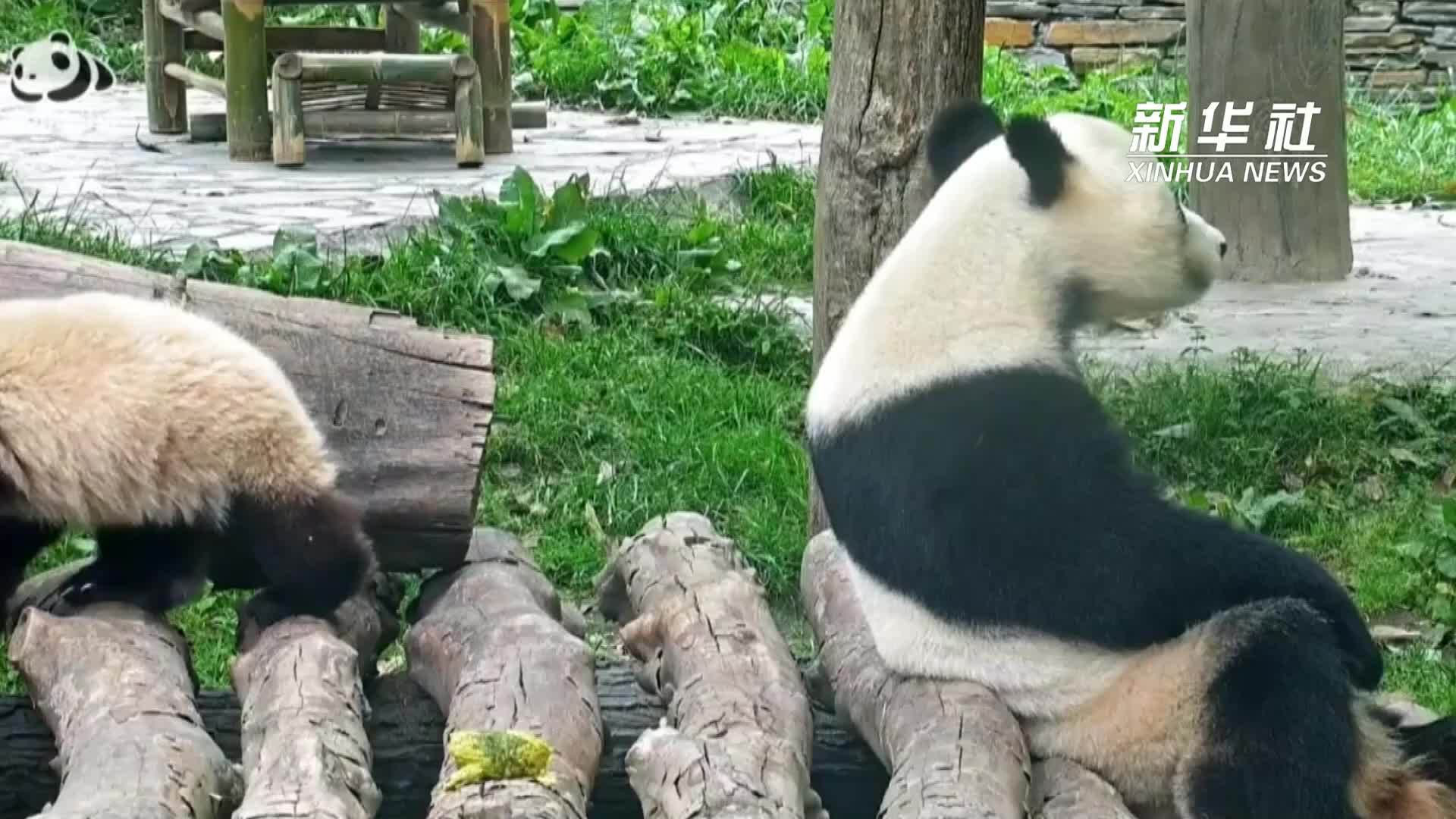 初夏竹林 大熊猫的萌趣日常
