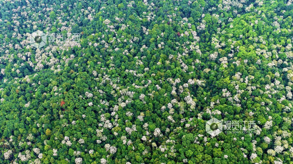 2026年5月12日，俯瞰江西省吉安市峡江县玉笥养生谷景区，漫山遍野的油桐花绽放枝头，宛如白雪飘落在丛林间，风景美如画。