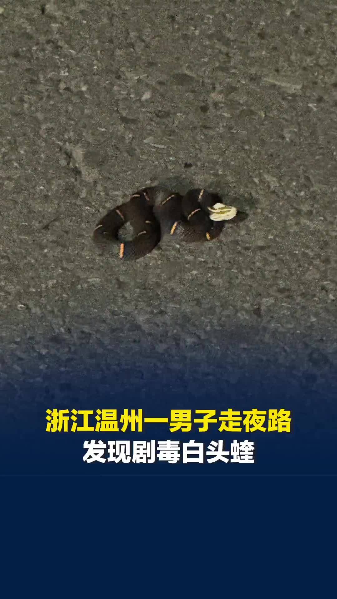 浙江温州一男子走夜路发现剧毒白头蝰，毒性远超五步蛇，至今无抗毒血清