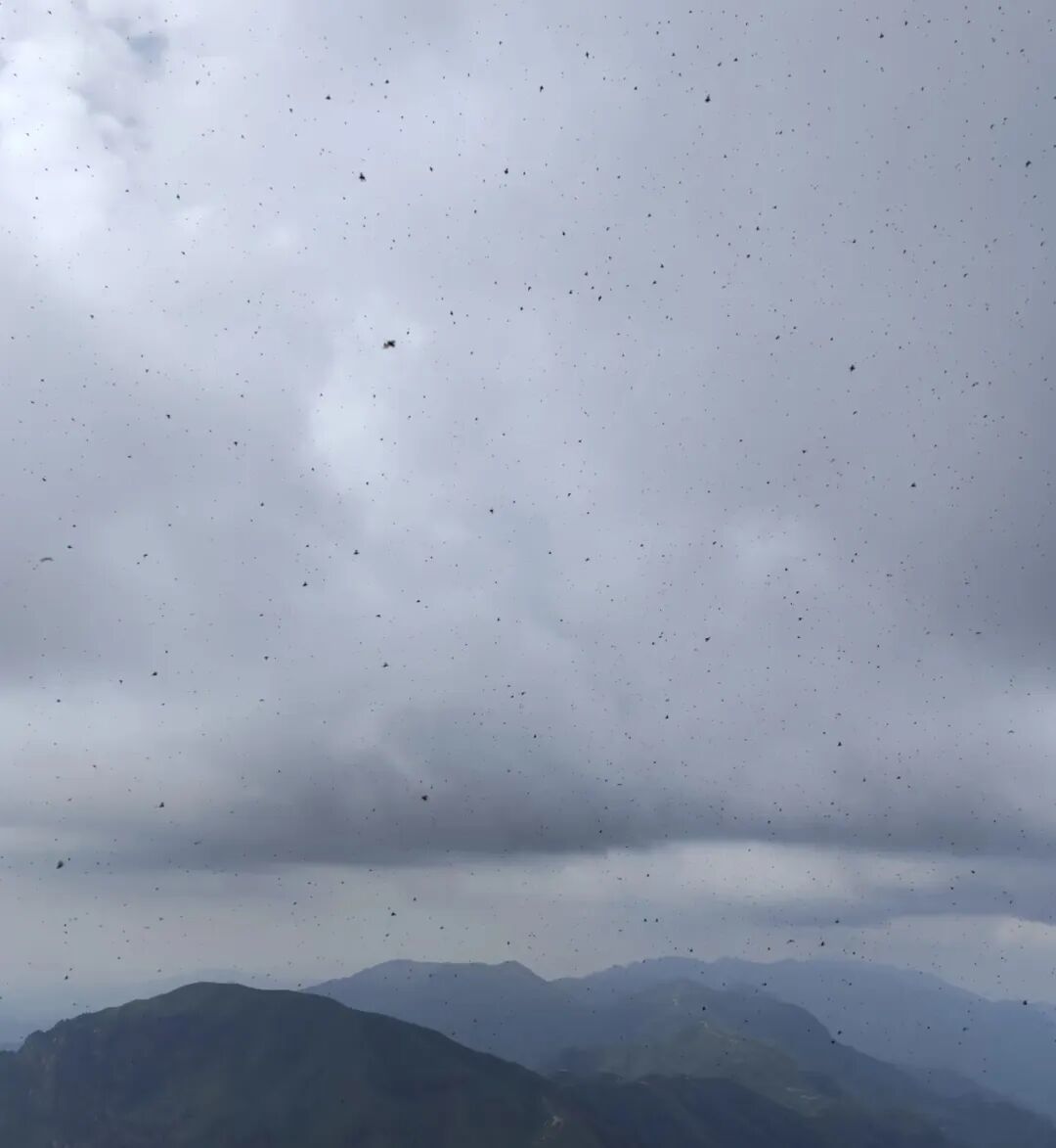 ▲武功山景区“臭屁虫”泛滥 图源网络