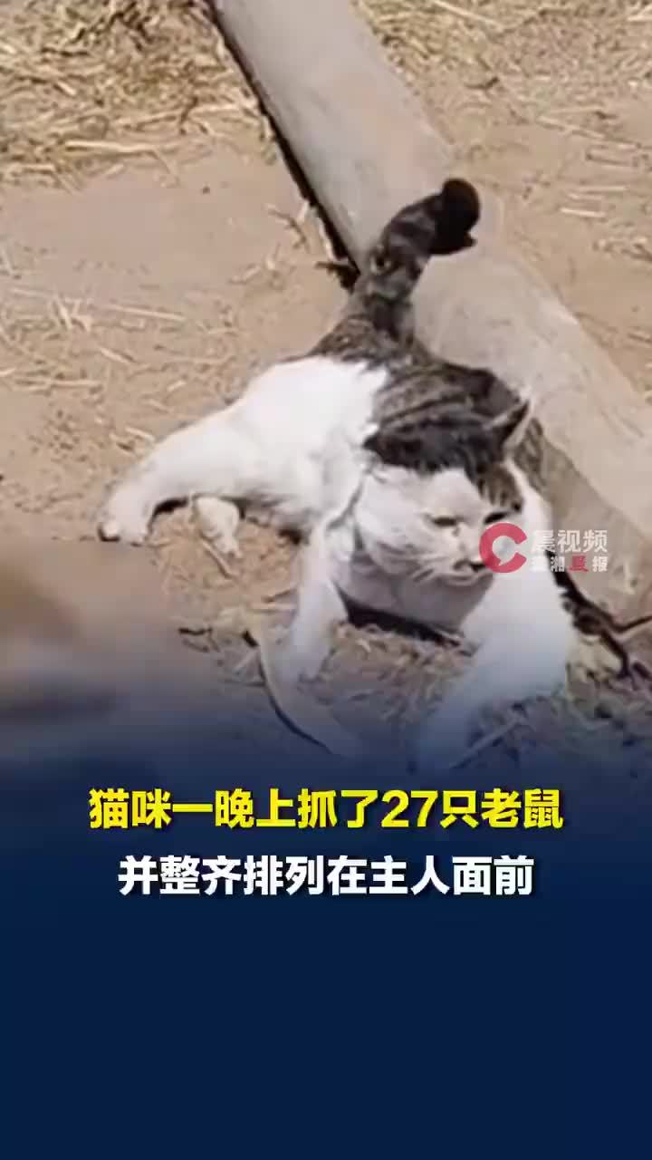 猫咪一晚抓27只老鼠整齐摆身旁邀功