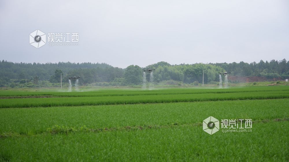江西永丰：统防统治护航早稻分蘖（图）