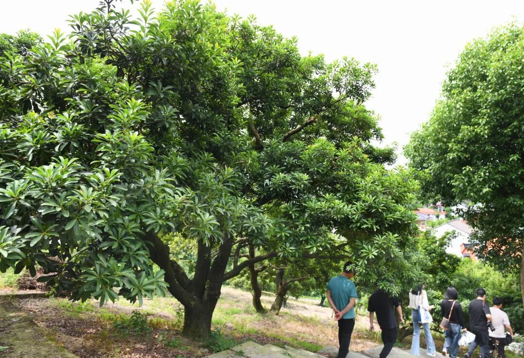 古杨梅林中的古杨梅树，树龄在160至200年之间.JPG