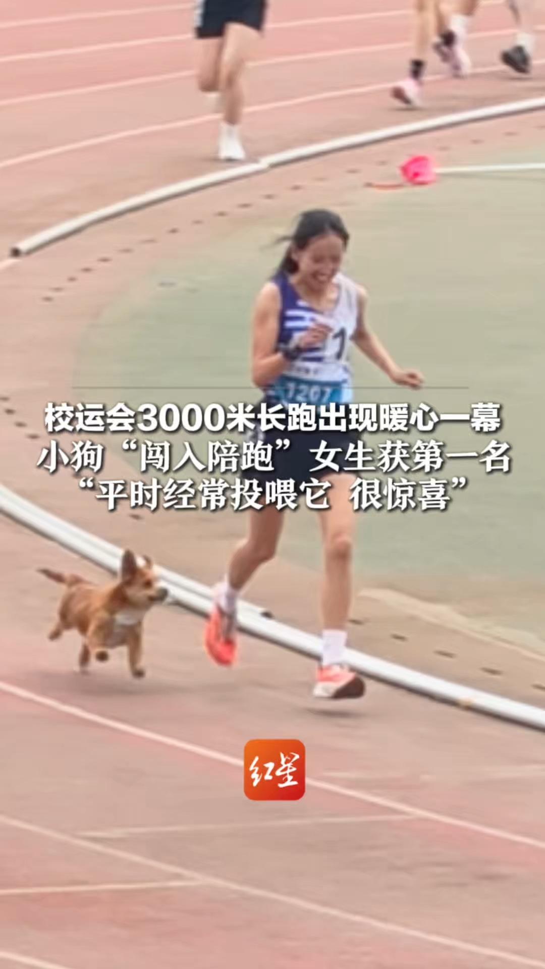 校运会3000米长跑出现暖心一幕，小狗“闯入陪跑”女生获第一名，“平时经常投喂它 很惊喜”网友调侃：记得奖励零食大礼包