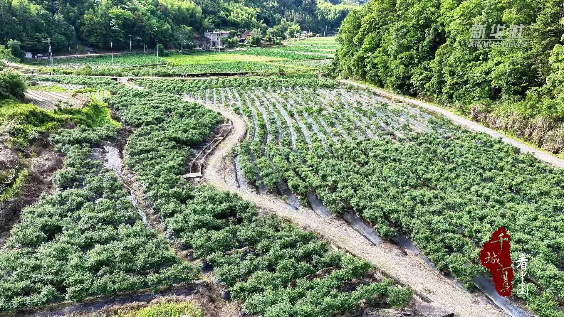 千城百县看中国丨福建松溪：蓝莓飘香富农家