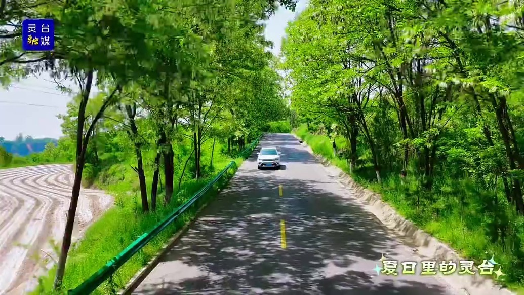 一路繁花相逢甘肃灵台　与温柔撞个满“槐”
