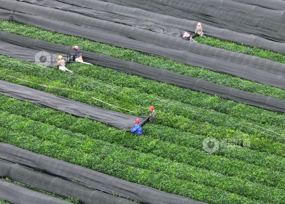 江西泰和：茶树“穿衣”遮阳促生长（图）