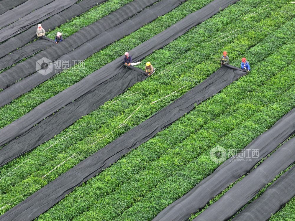 江西泰和：茶树“穿衣”遮阳促生长（图）