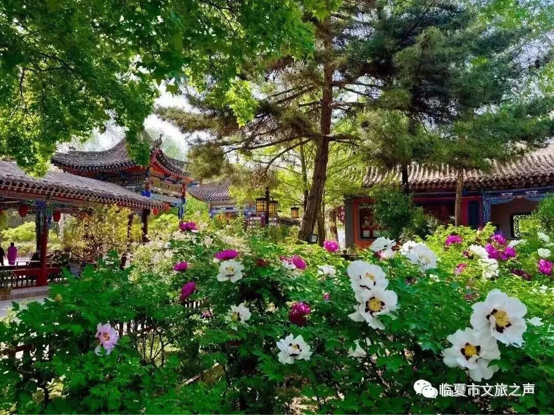 图源：临夏市文旅之声