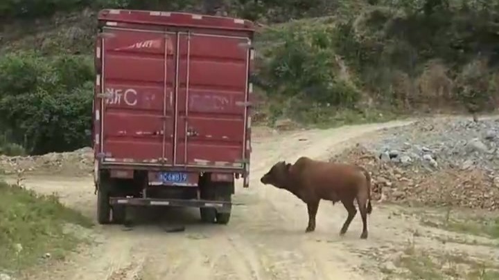 母牛被买走宰杀公牛狂追车两里路