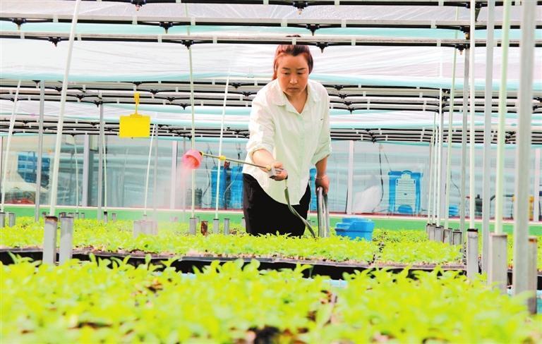在静宁县城川镇一家苗木培育基地，经精心管护的苹果树苗长势良好。新甘肃&middot;甘肃日报通讯员　王毅