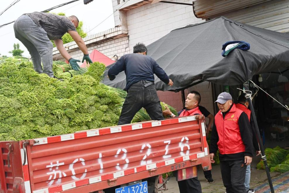 蒜薹丰产难丰收！徐州睢宁双线模式重塑农业利益链条