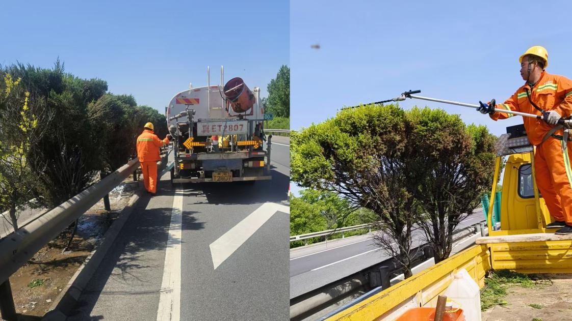 工作人员对道路绿植进行修剪和灌溉（青银分公司供图）