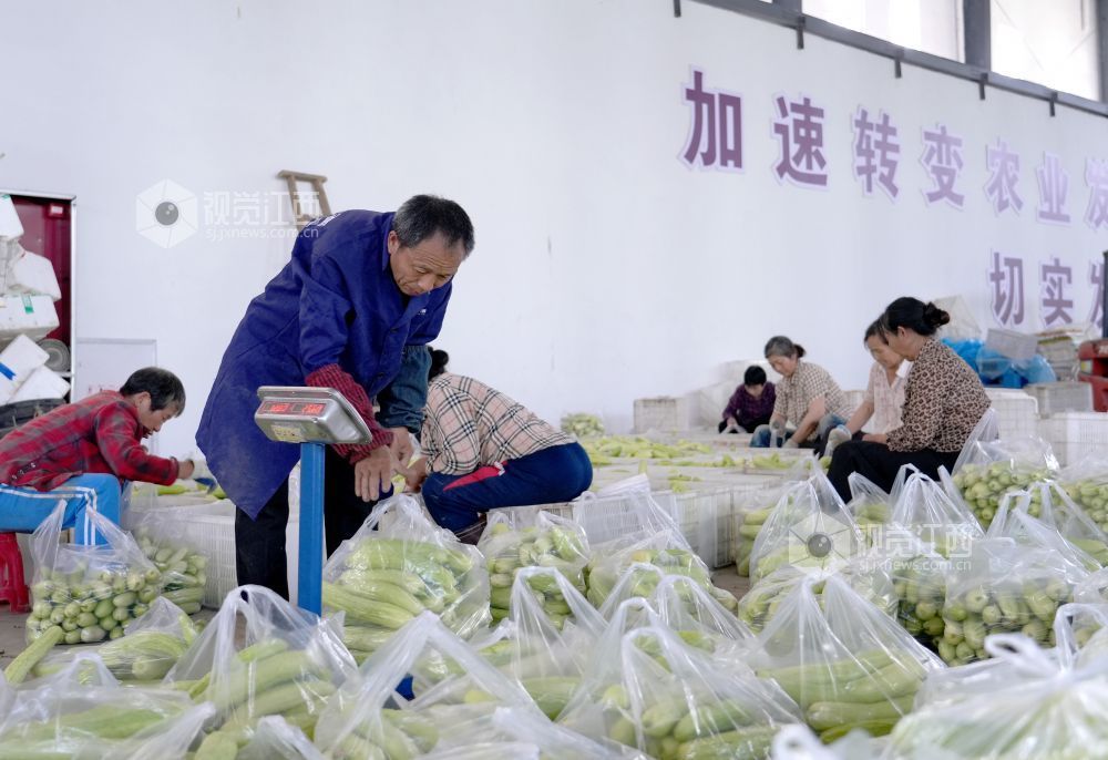 江西分宜：采收蔬菜供市场（图）
