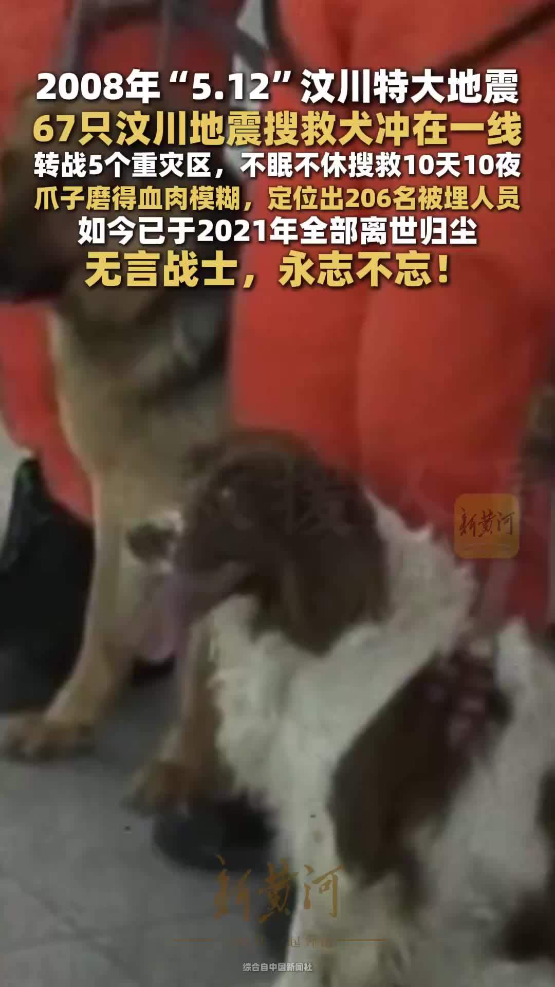 汶川地震已经过去18年，当年的67只搜救犬已全部离世