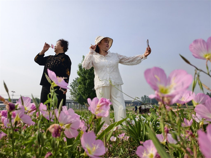 5月13日，游客在新乐市磁河木刀沟生态湿地公园花丛中拍照。