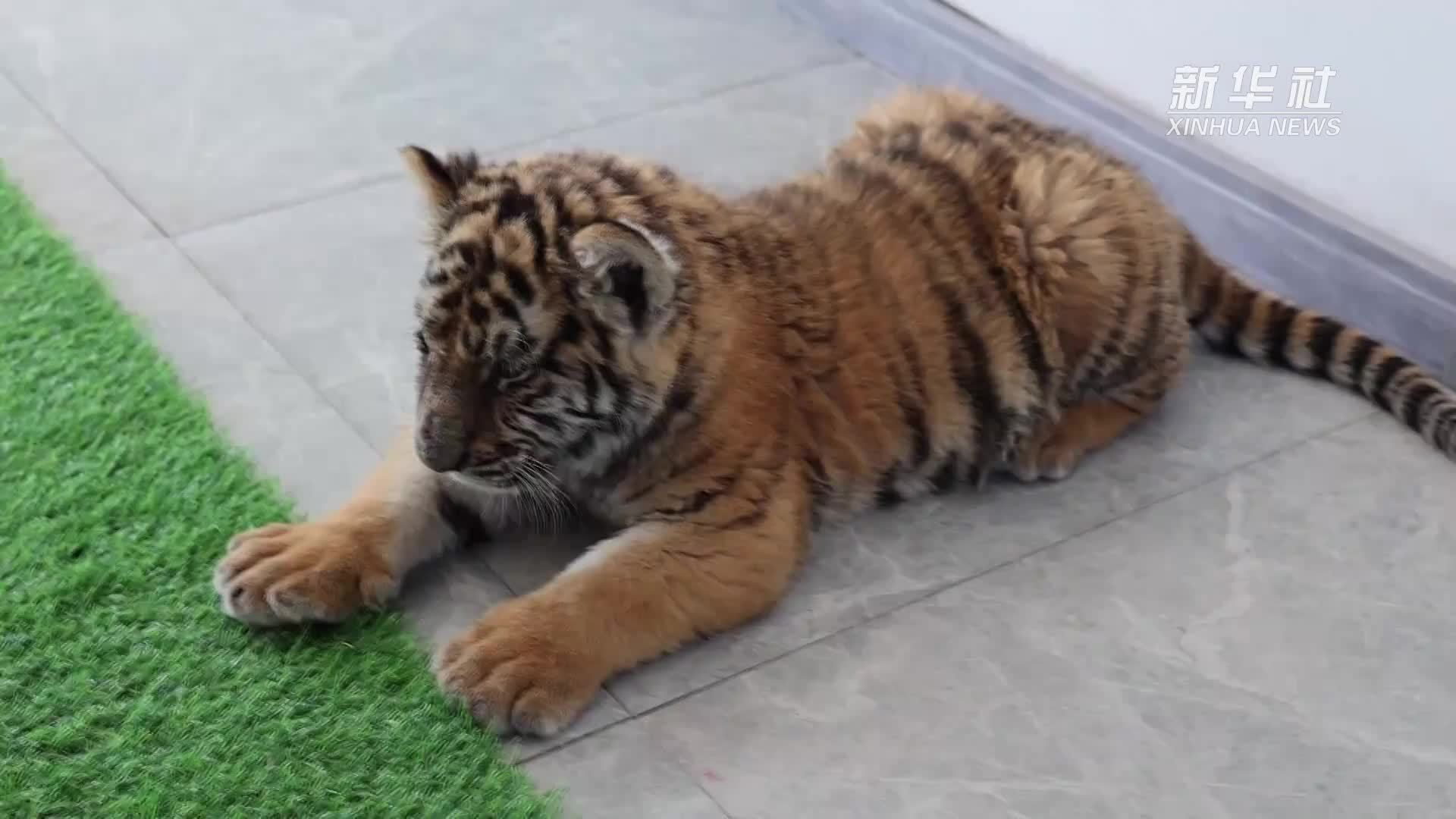 来临汾动物园  逛“猛兽幼崽托儿所”