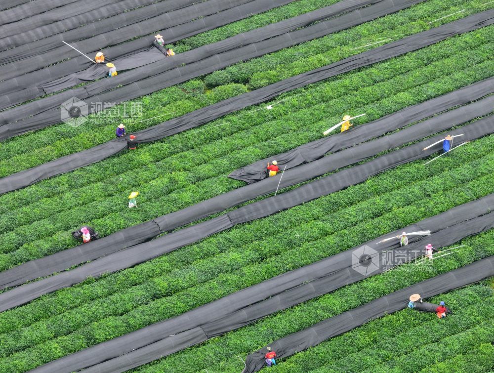 江西泰和：茶树“穿衣”遮阳促生长（图）